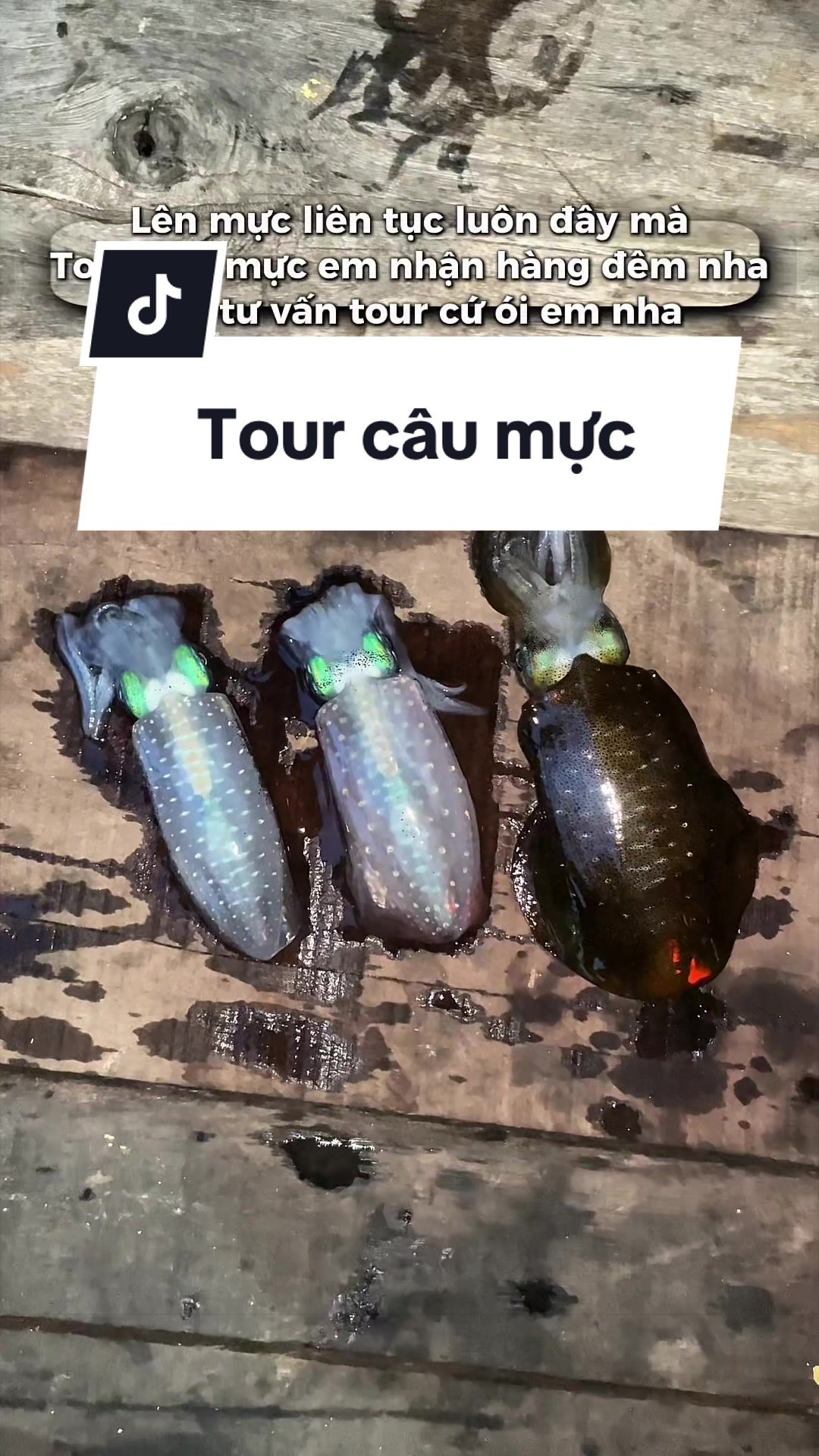 @Duy Tour Câu Cá Câu Mực NTrang