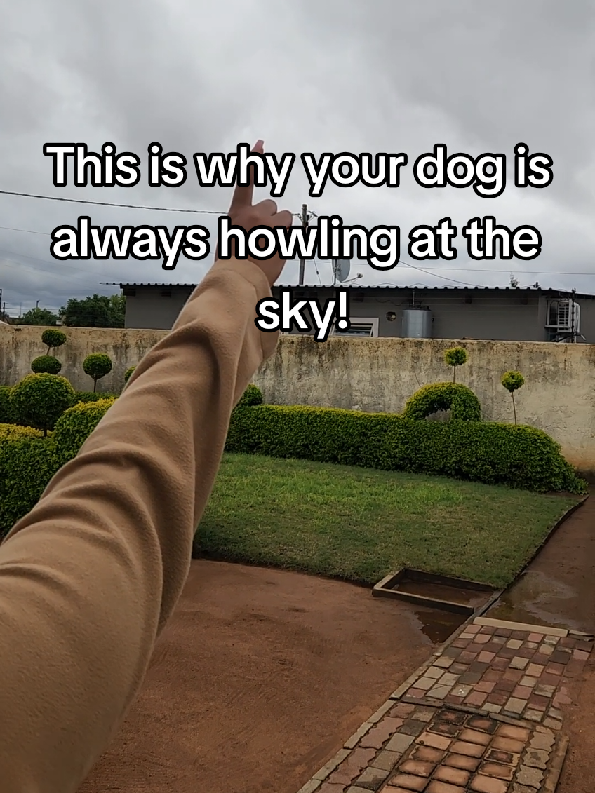 @DOG FOOD MANUFACTURER 🇧🇼