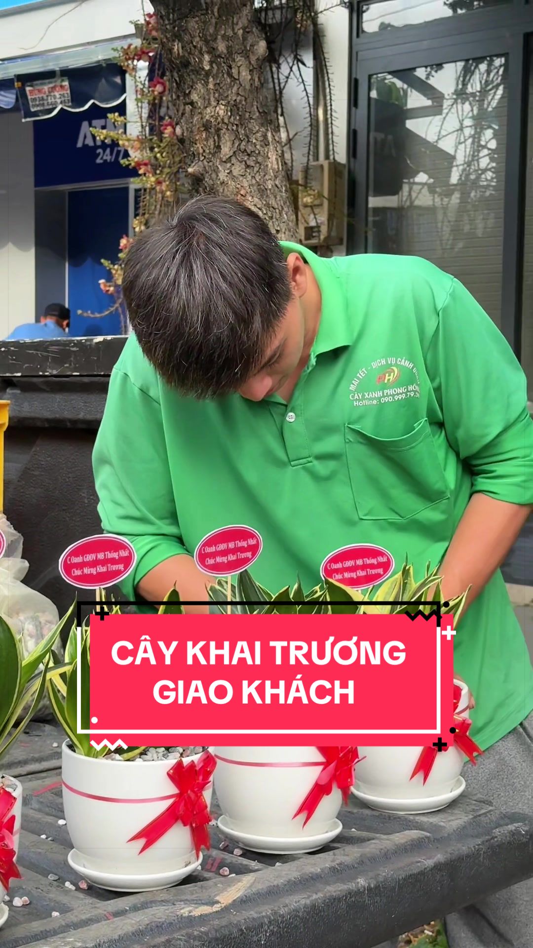 @Cây Xanh Phong Hồng
