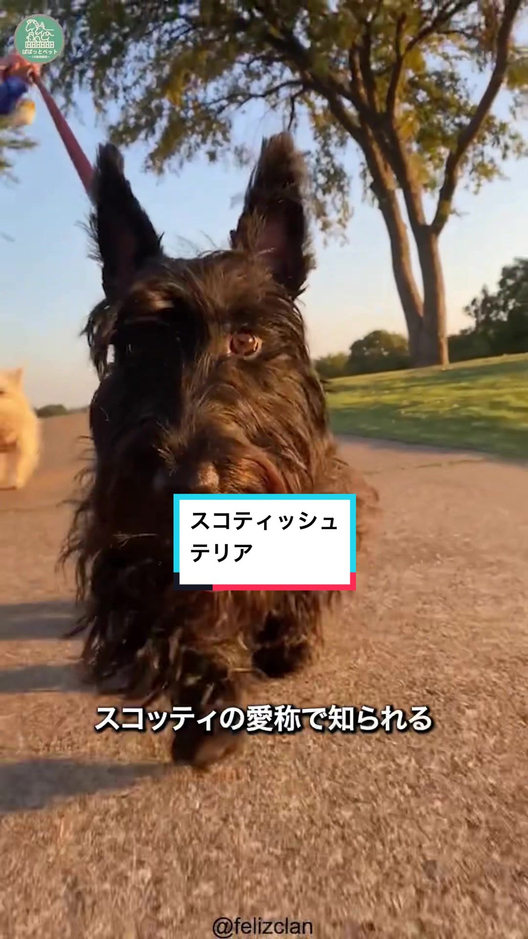 @ぱぱっとペット【動物1分解説】
