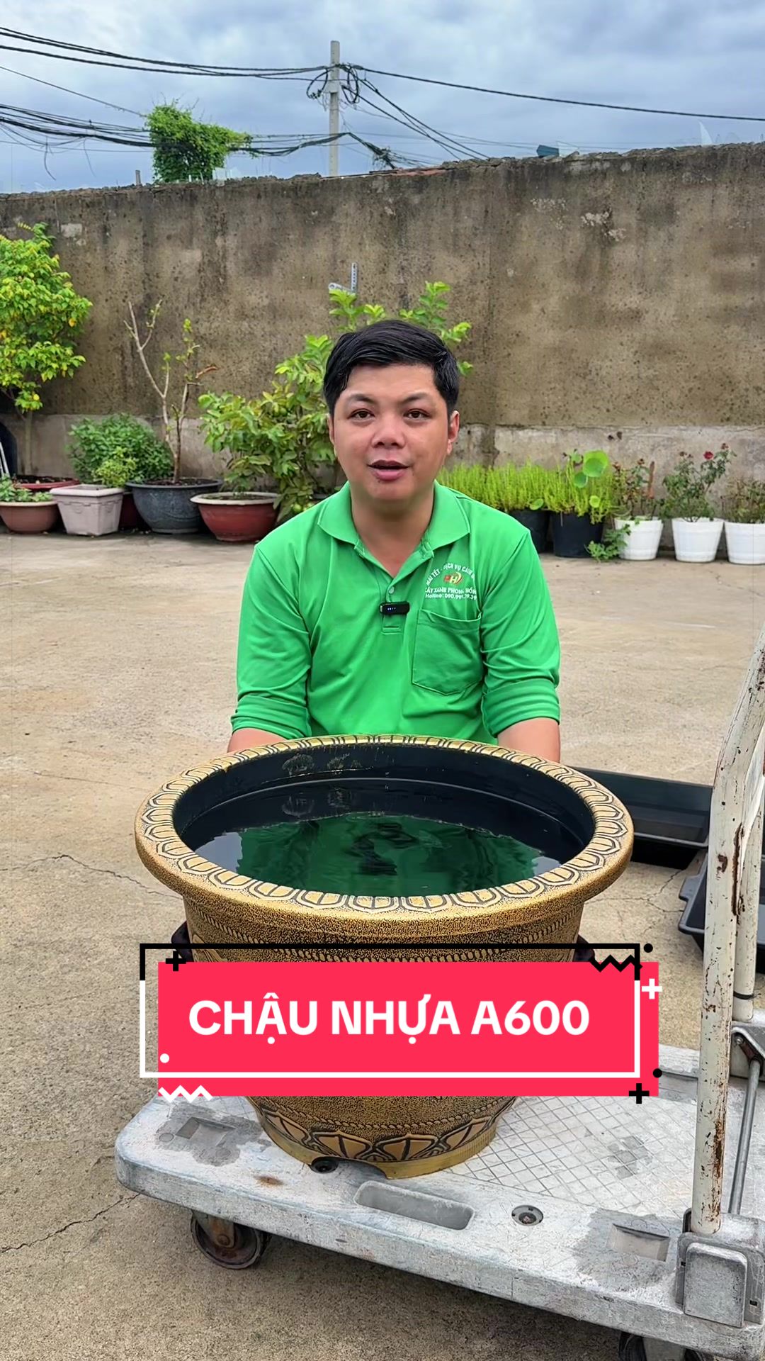 @C&acirc;y Xanh Phong Hồng