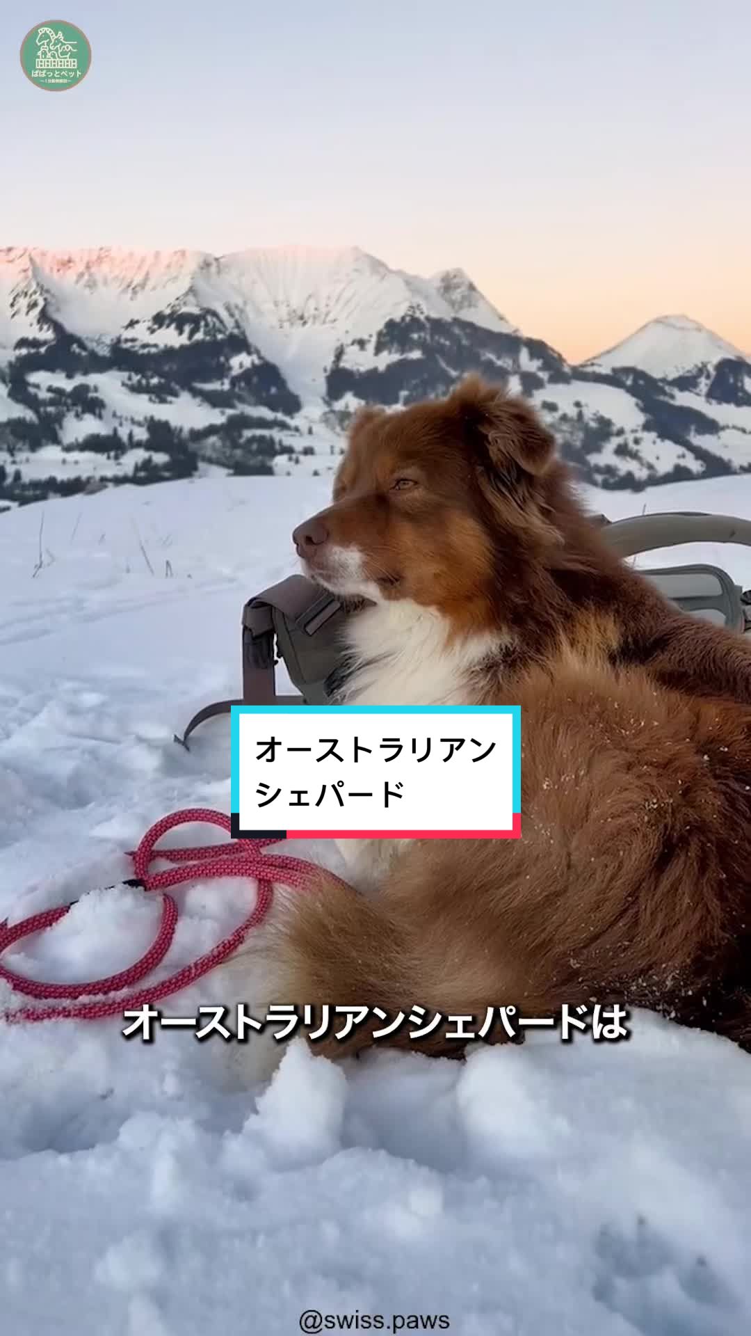 @ぱぱっとペット【動物1分解説】