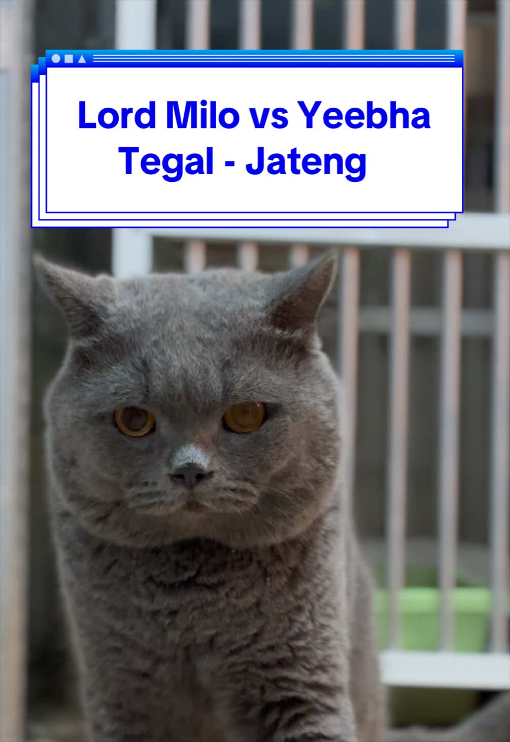 @Jasa Pacak BSH