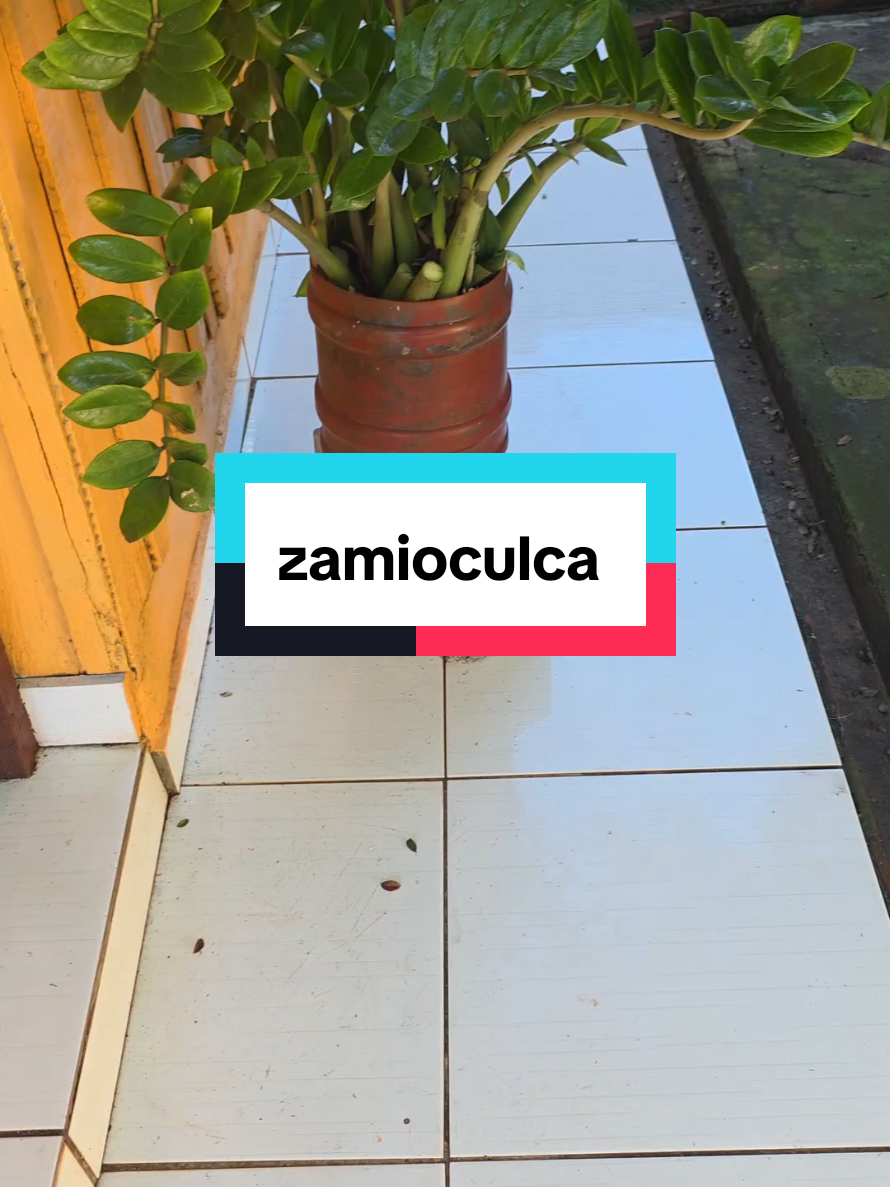 @Dicas e Receitas Naturais