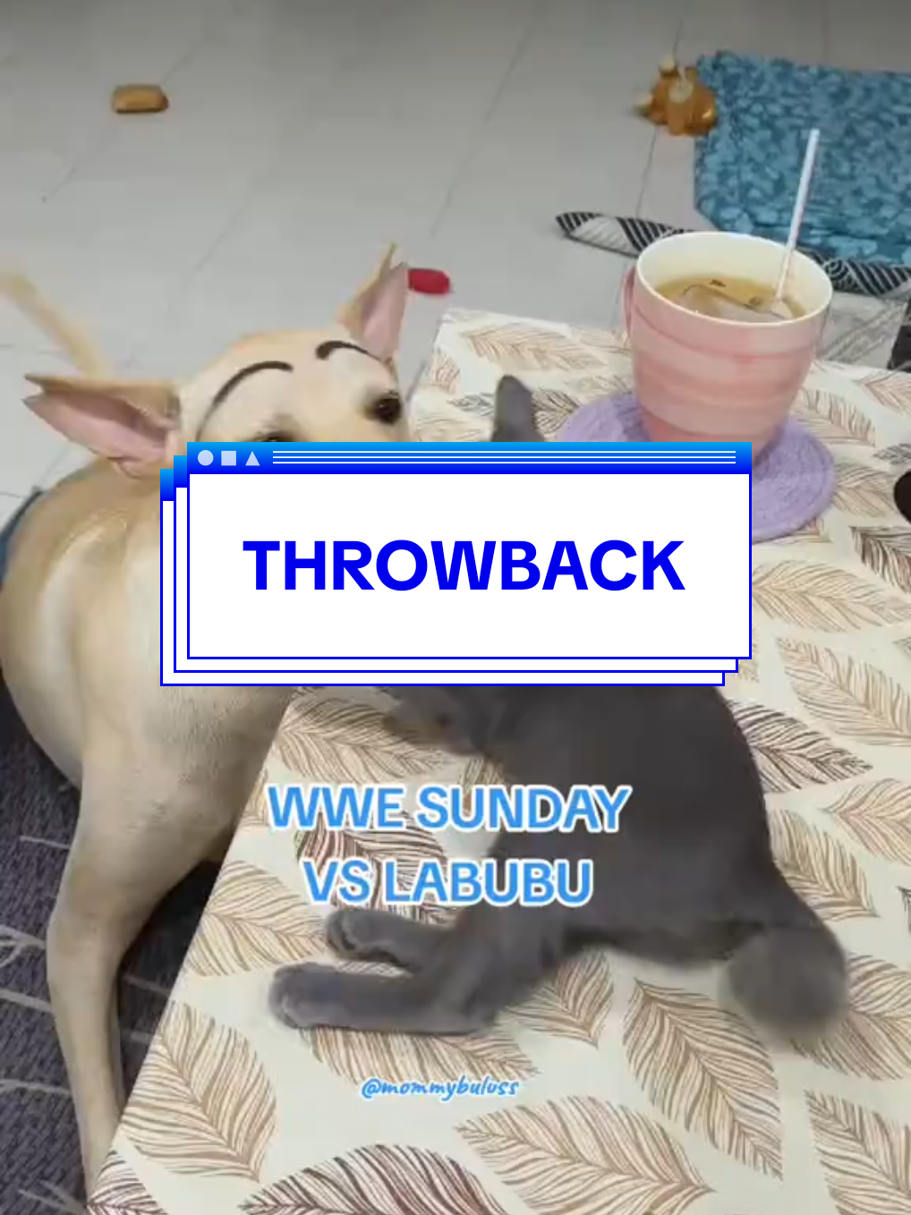 @🐕🐈⬛ Mommy Buluss 🐎🐒💙