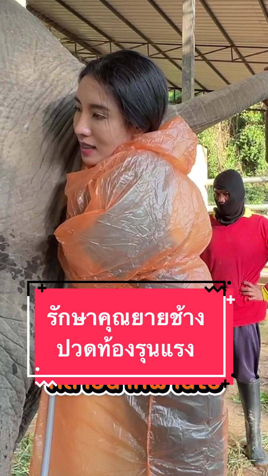@หมอโบว์ รักษาช้าง