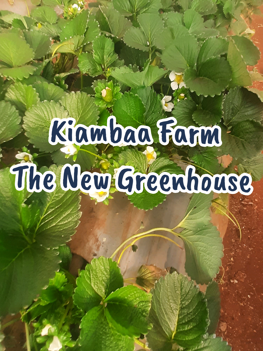 @Agri-Irrigation Africa Limited