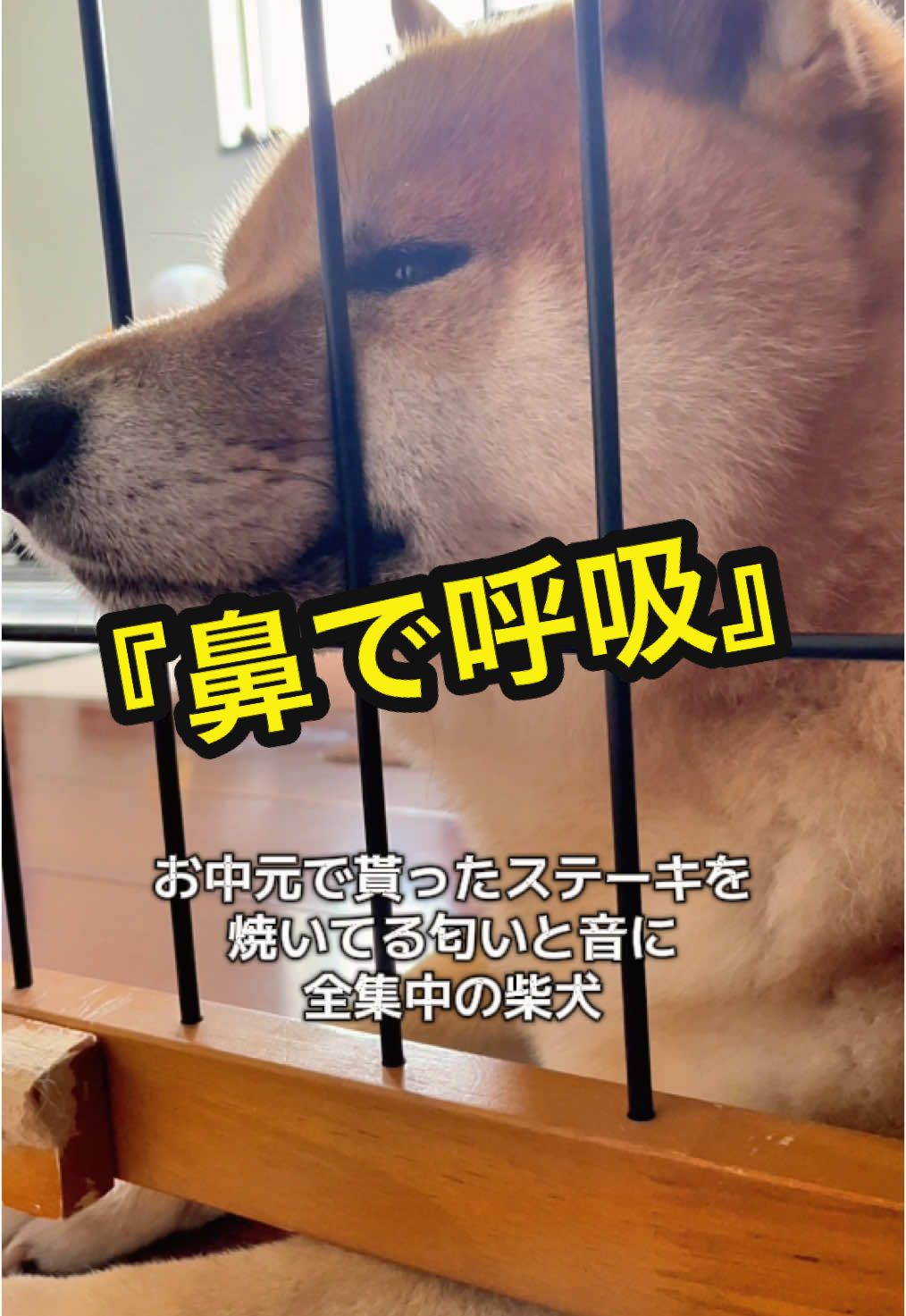 @特に柴犬が好きな人