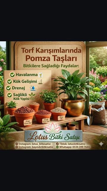 @Lotus bitki satışı