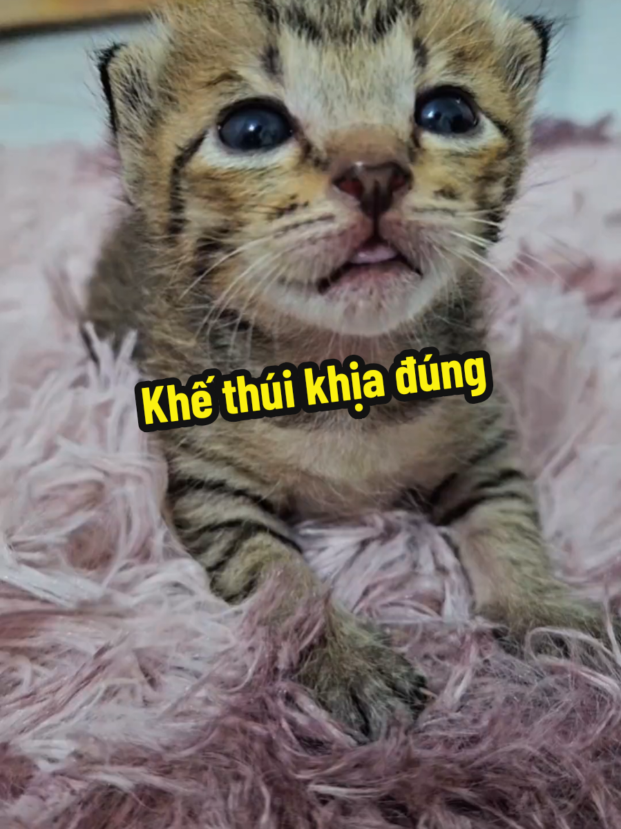 @Khế thúi