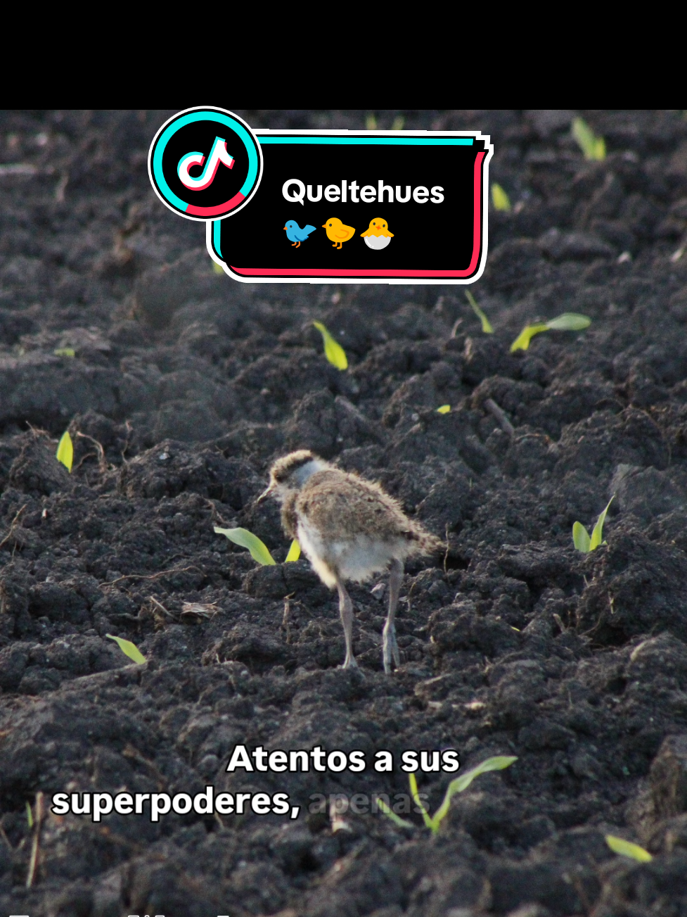 @Felipe_WildLife