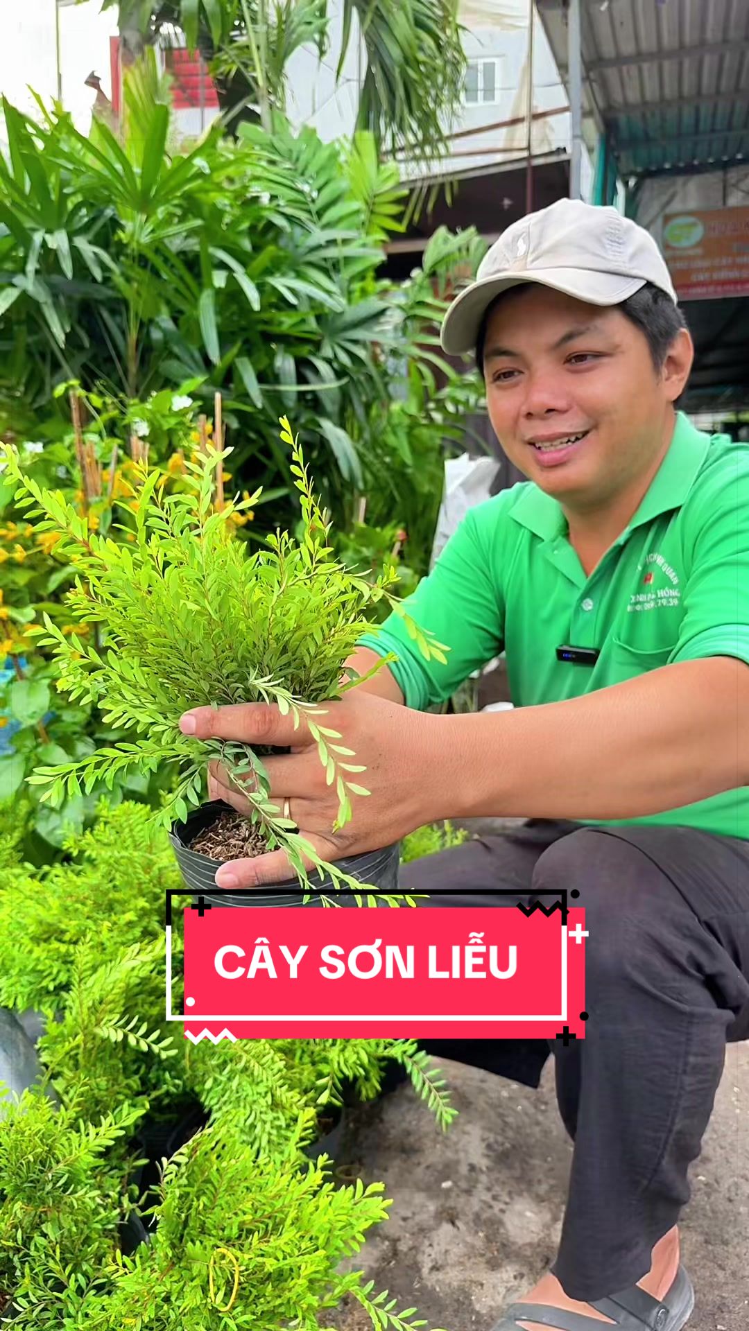 @Cây Xanh Phong Hồng