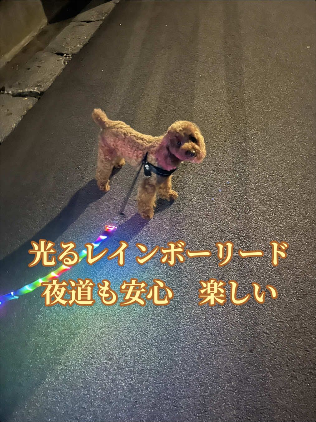 @テディきち