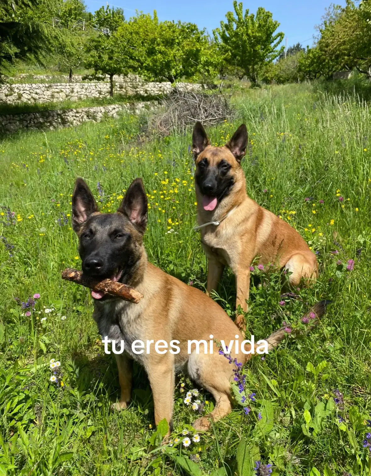 @ludo