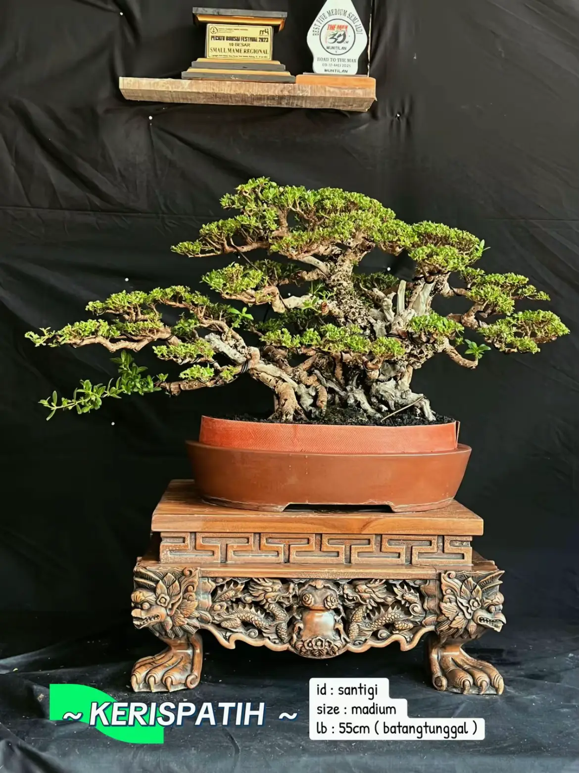 @warbonsai_purwodadi