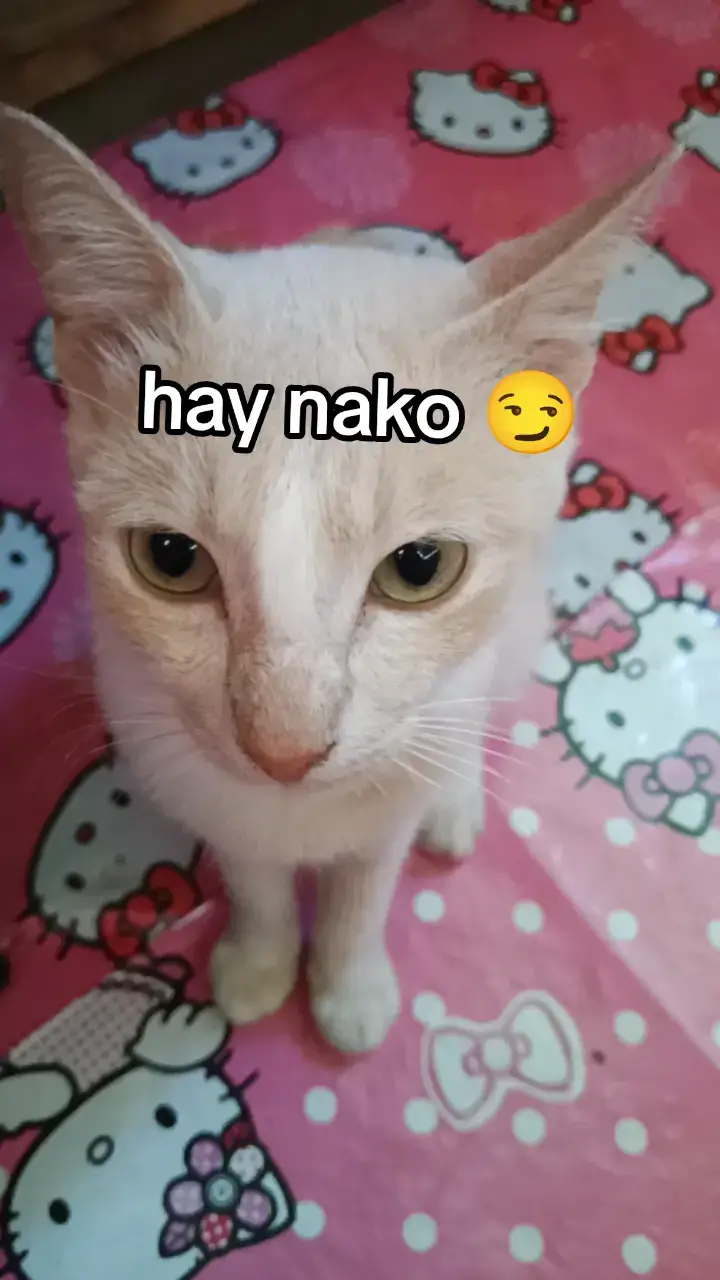 @Nikkie