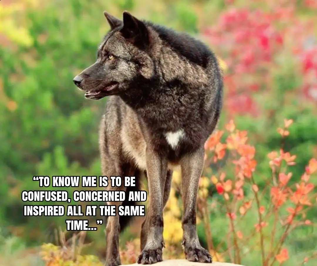 @🪬Conscious_LoneWolf🐺
