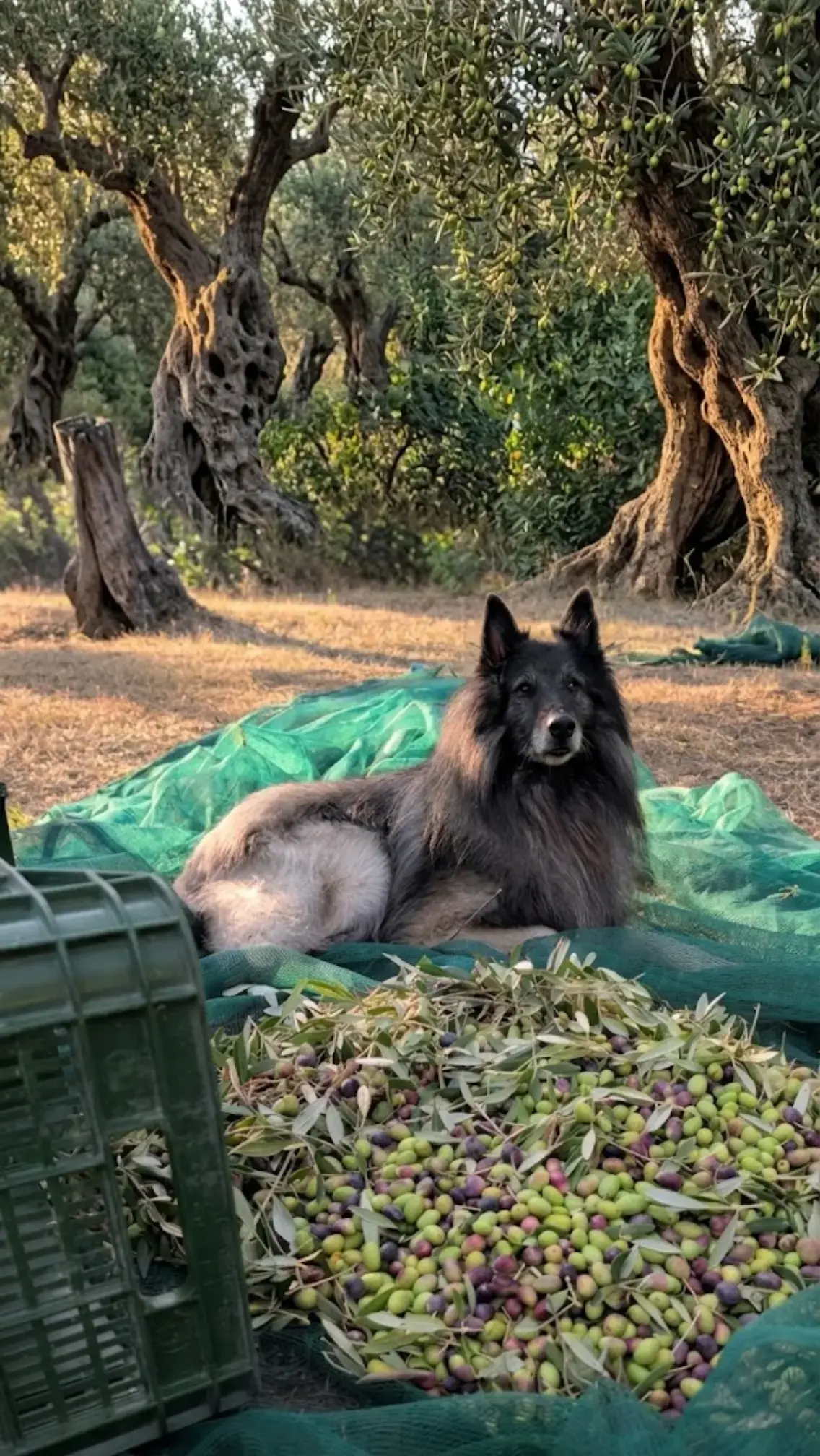 @oltreiconfini 1