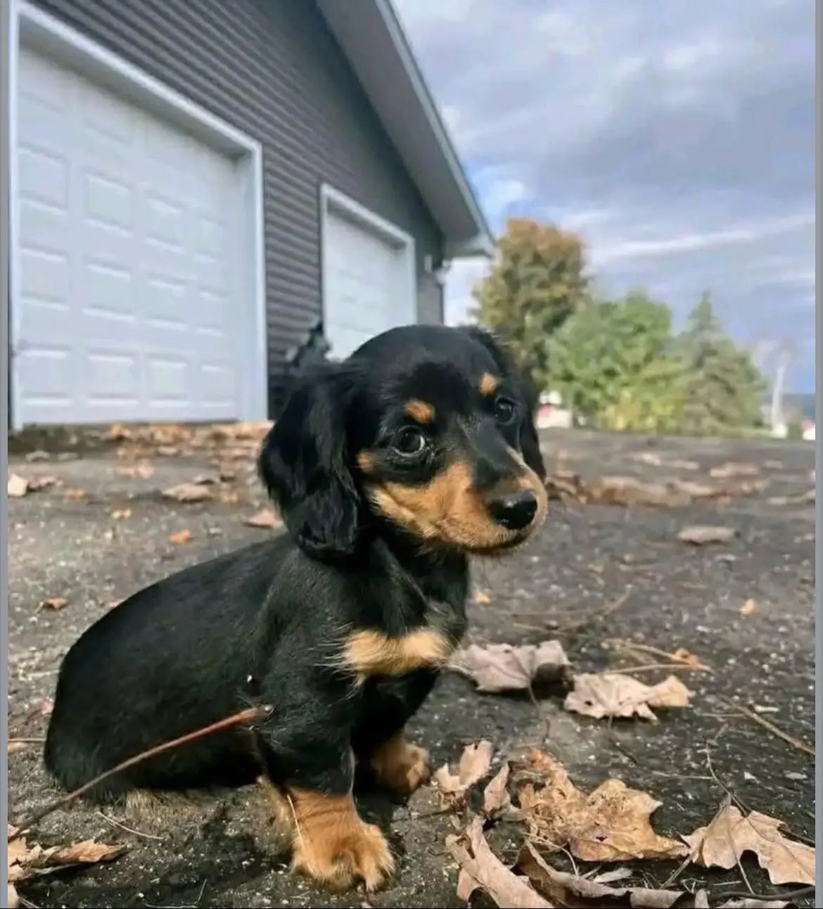 @Mini Dachshundhome