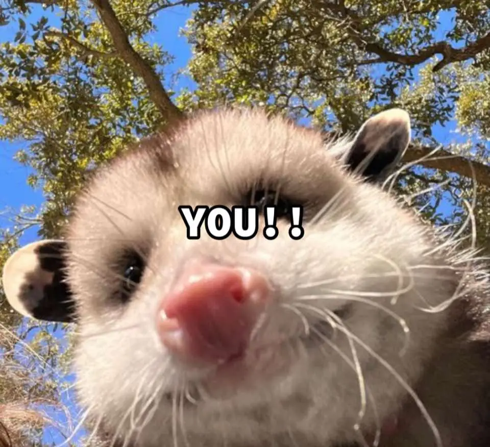 @AngryOpossum