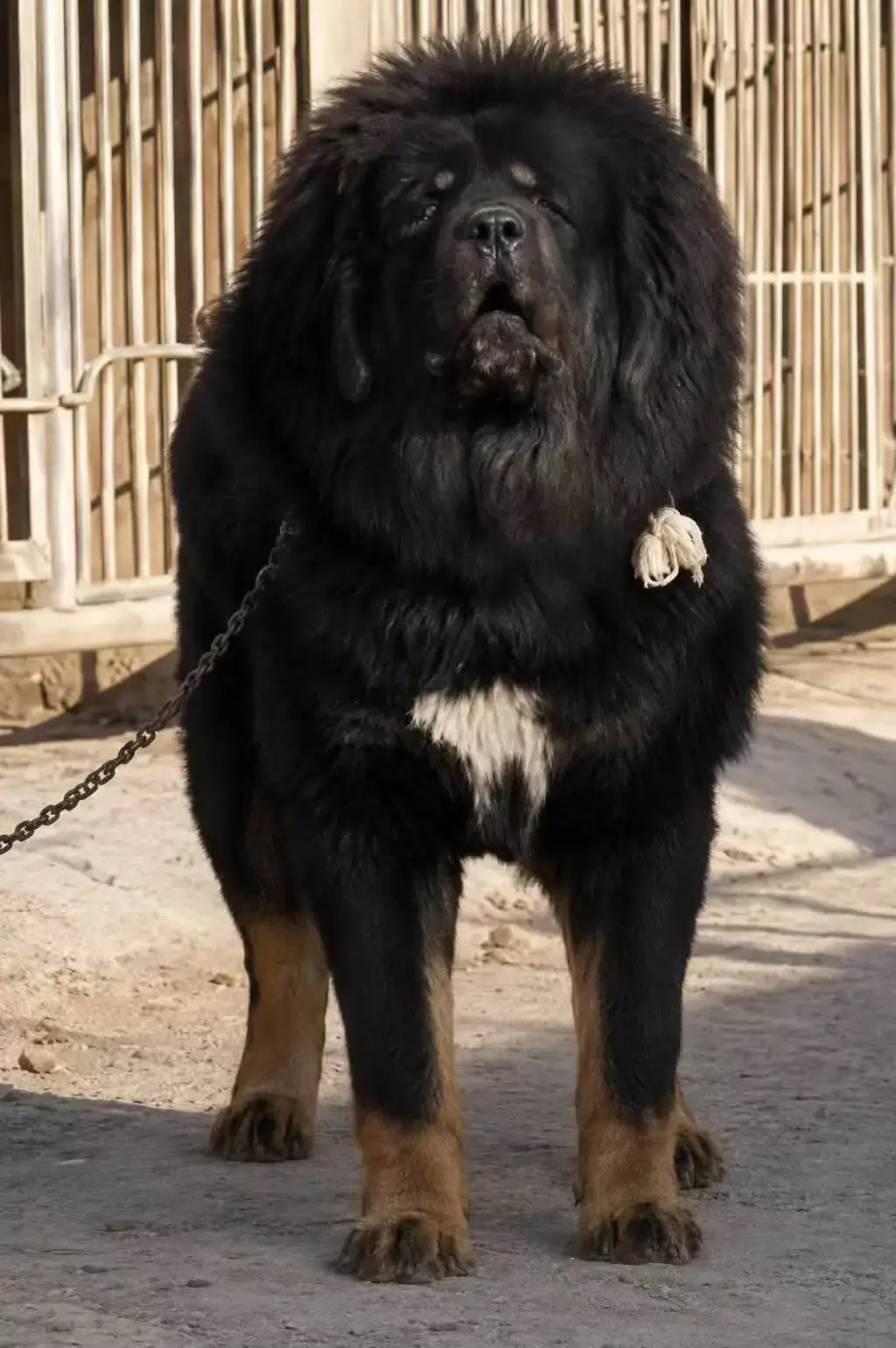 @Kashmiri_Bakrwal_Dog