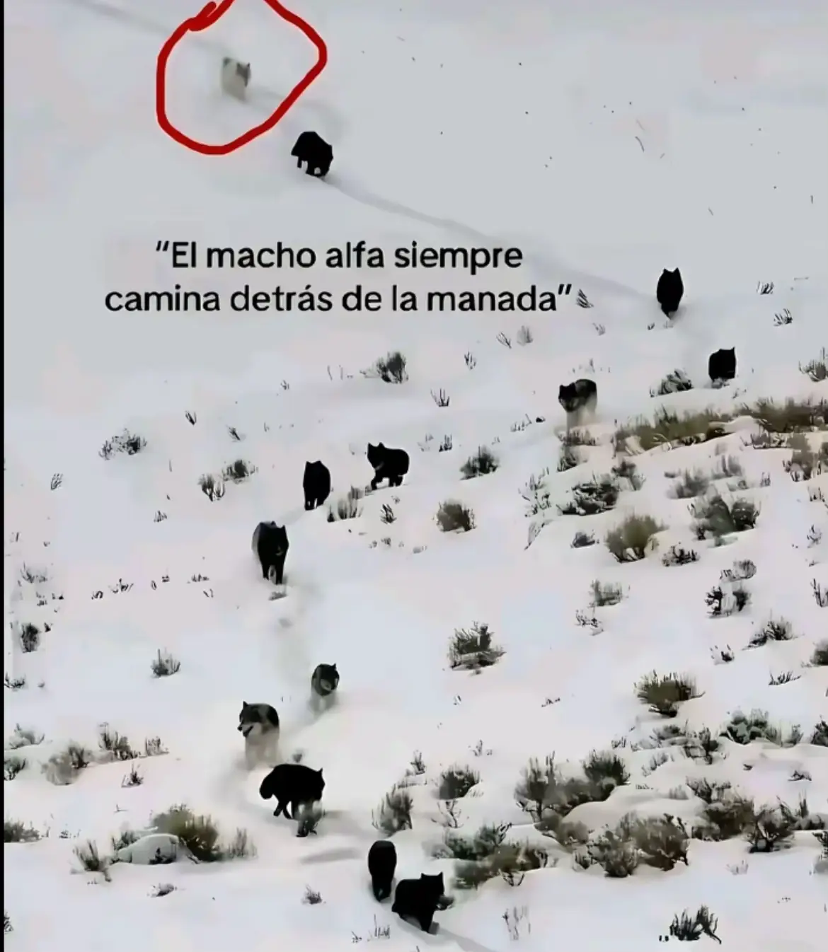 @Els sepions