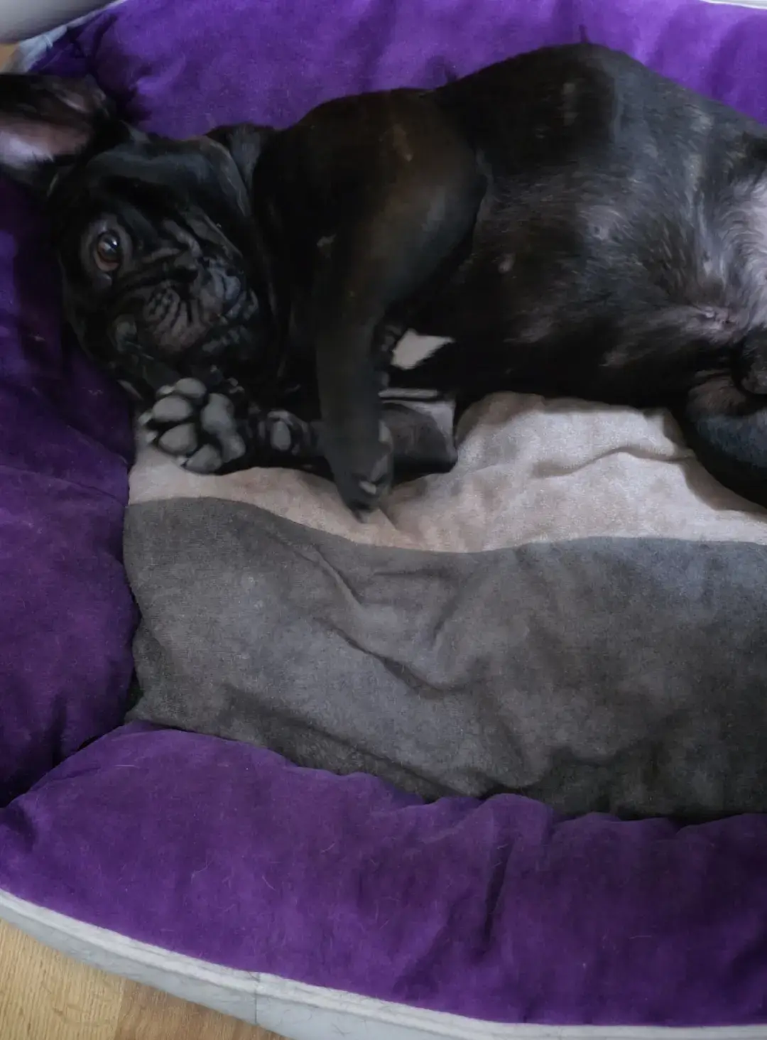 @Bosphorus Bulls French Bulldog