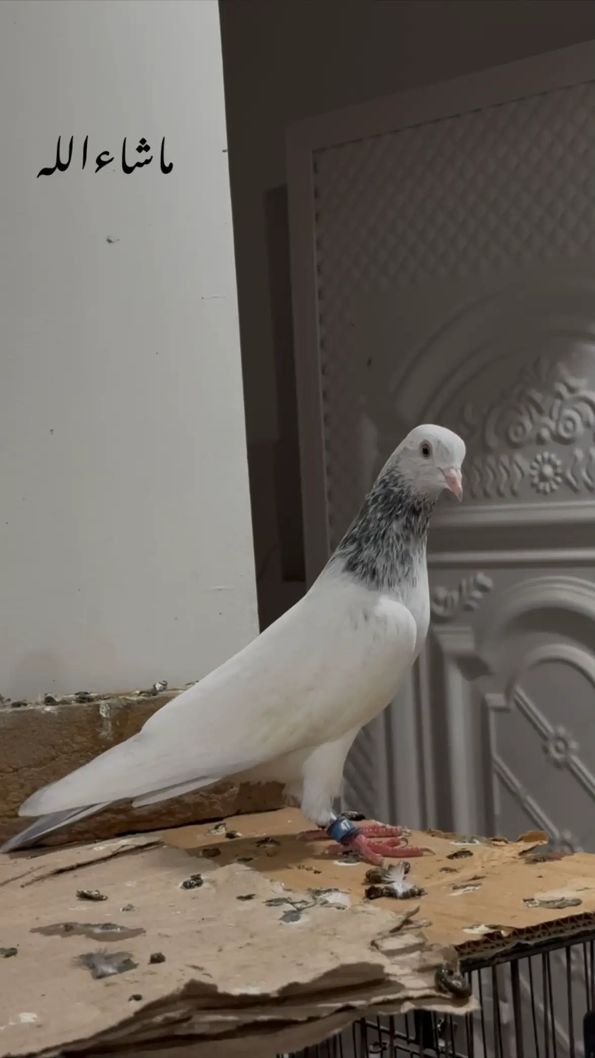 @Royal Birds 🕊️👑