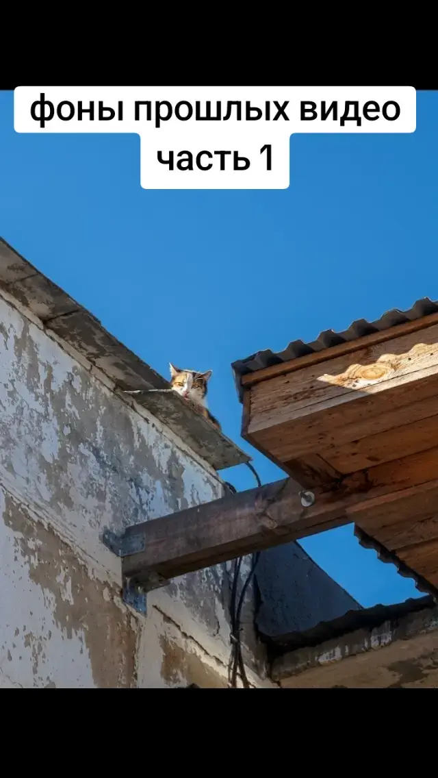 @крыска котик