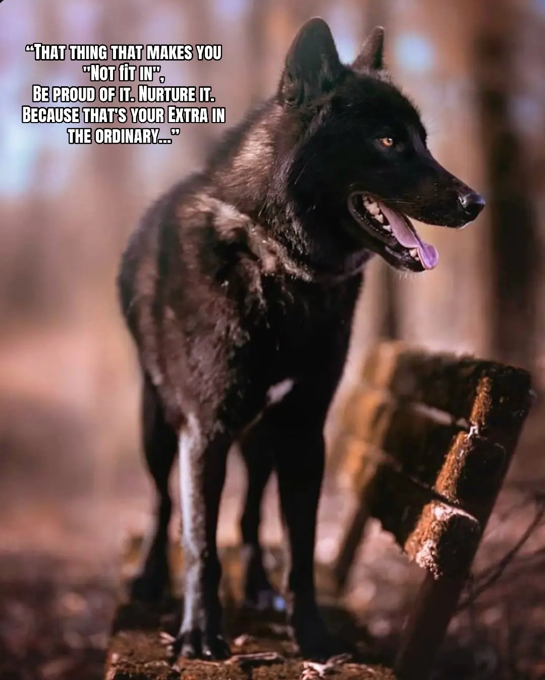 @🪬Conscious_LoneWolf🐺