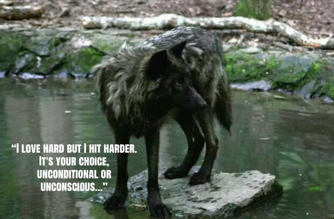 @🪬Conscious_LoneWolf🐺
