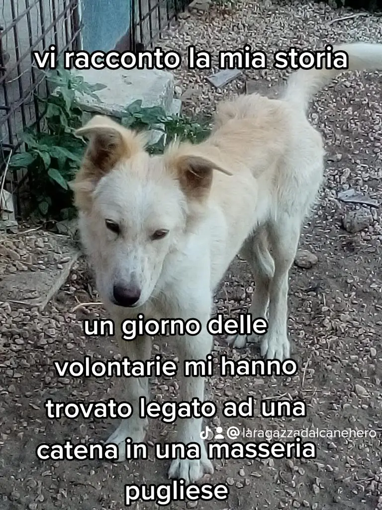 @La ragazza dal cane nero