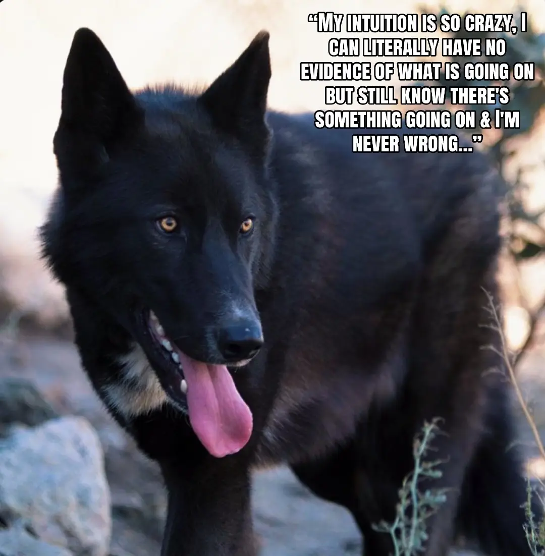 @🪬Conscious_LoneWolf🐺