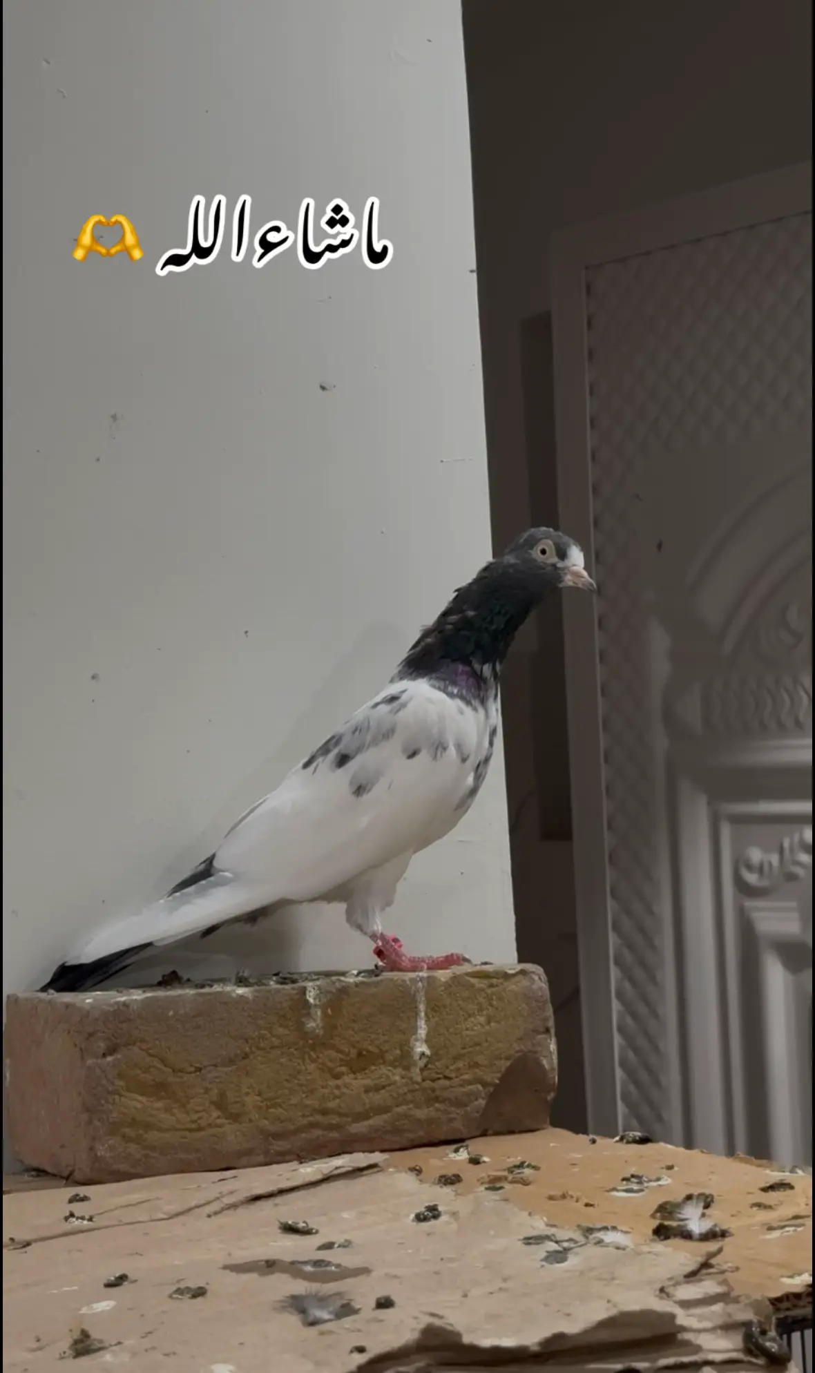 @Royal Birds 🕊️👑