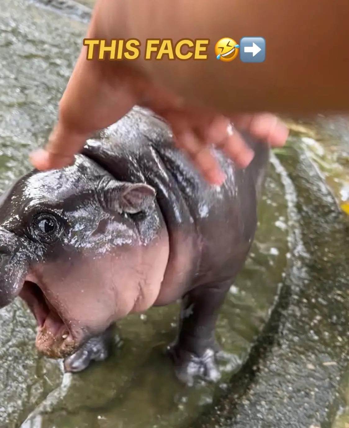@babyhippoco