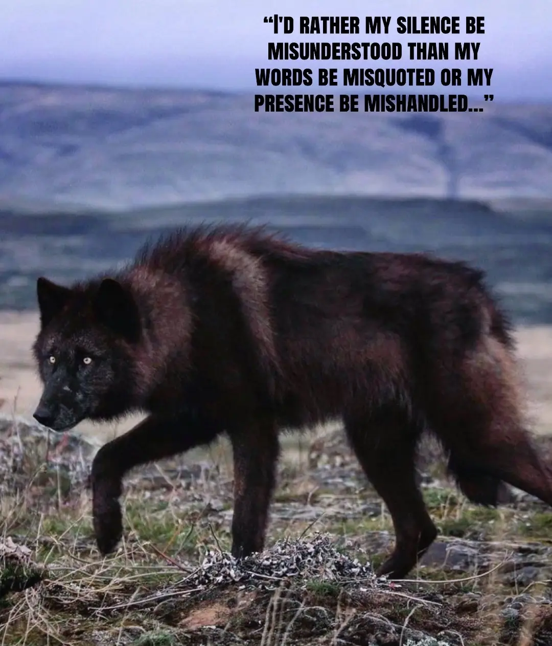 @🪬Conscious_LoneWolf🐺