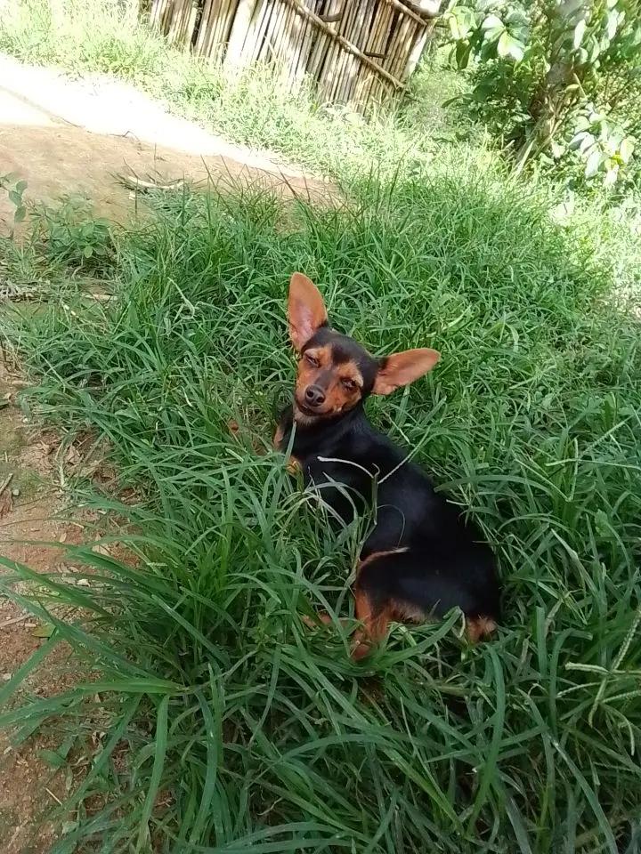 @🩷Tetê e suas pinschers🩷