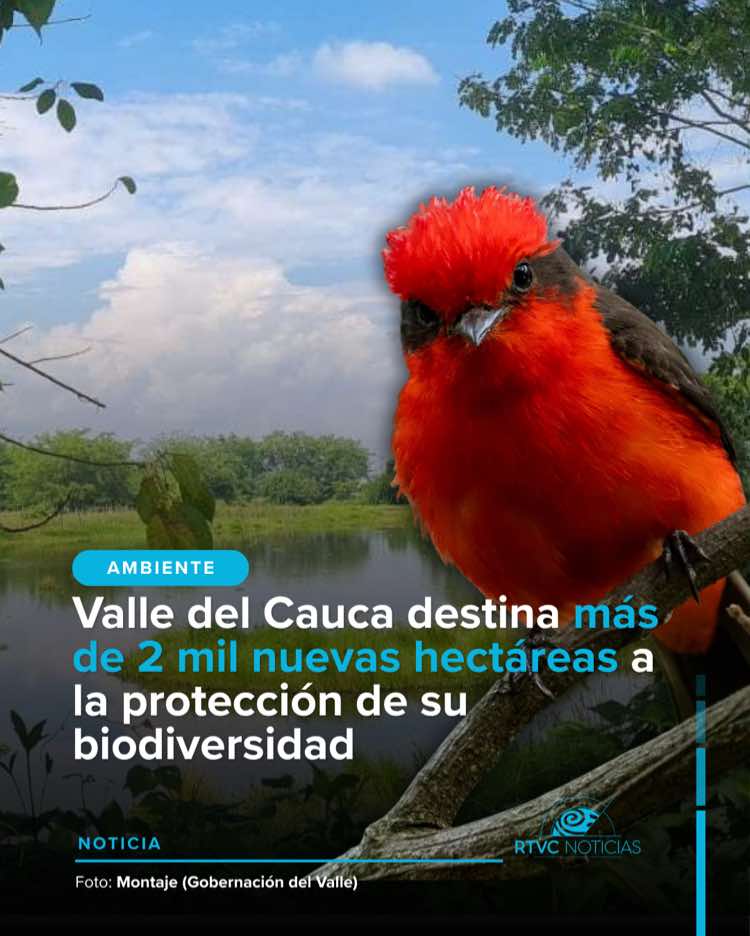 @RTVC Noticias