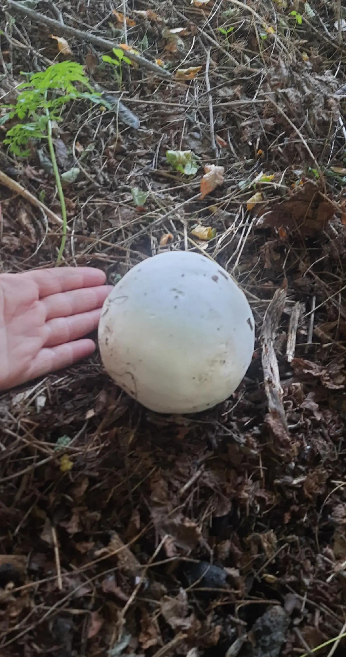 @Усадьба Гусево