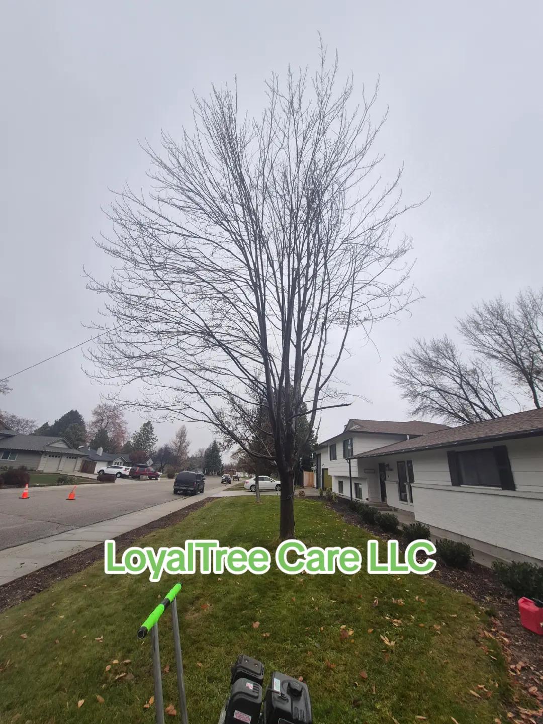 @LoyalTreeCare