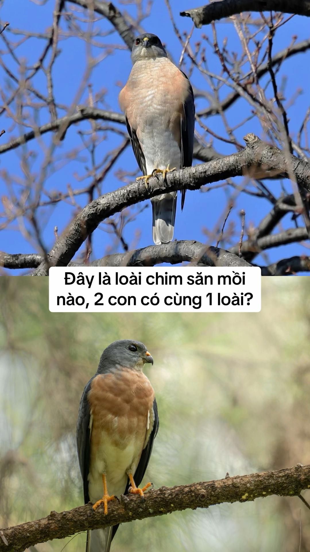 @H2 Raptor