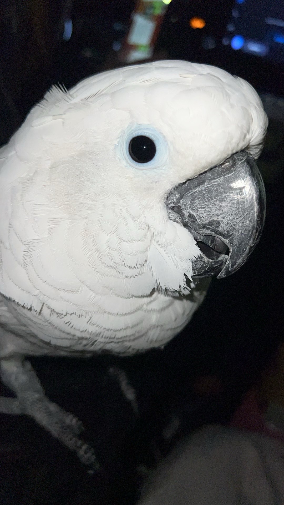@OLAF
