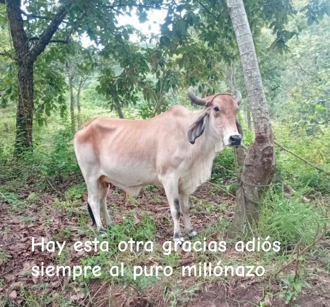 @Samir Buezo