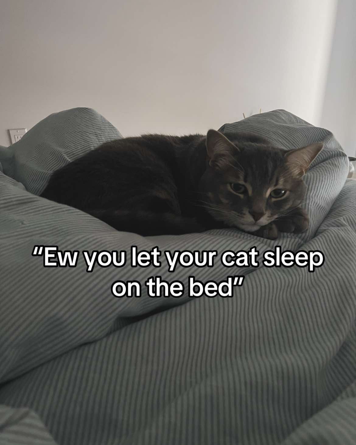 @Ollie 🐱