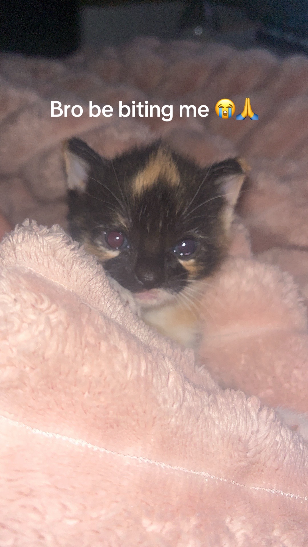 @kittencattuff