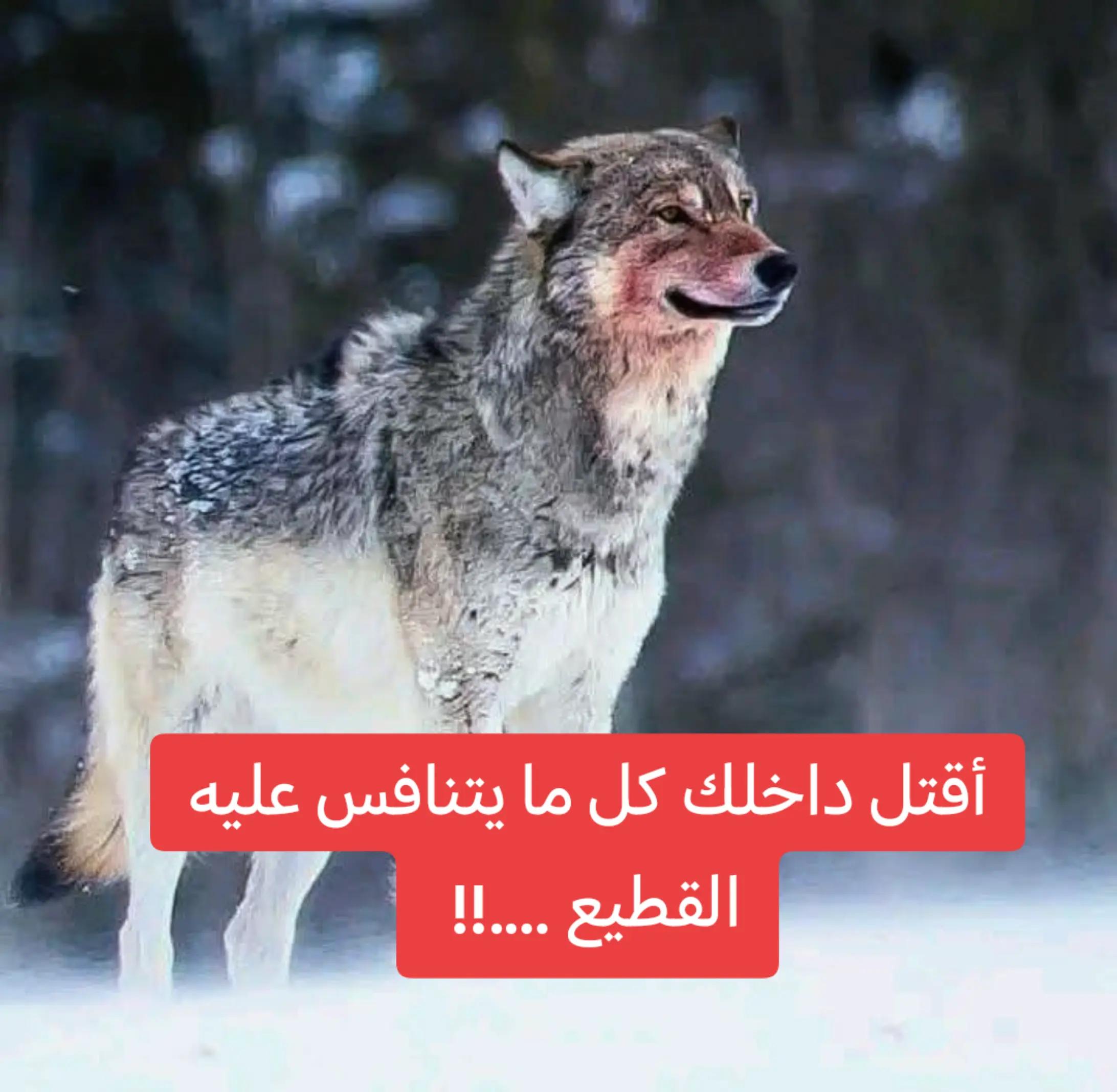 @walid Badi