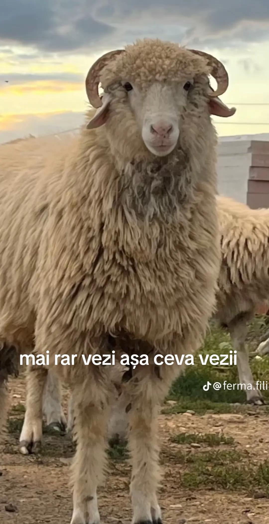 @Marian