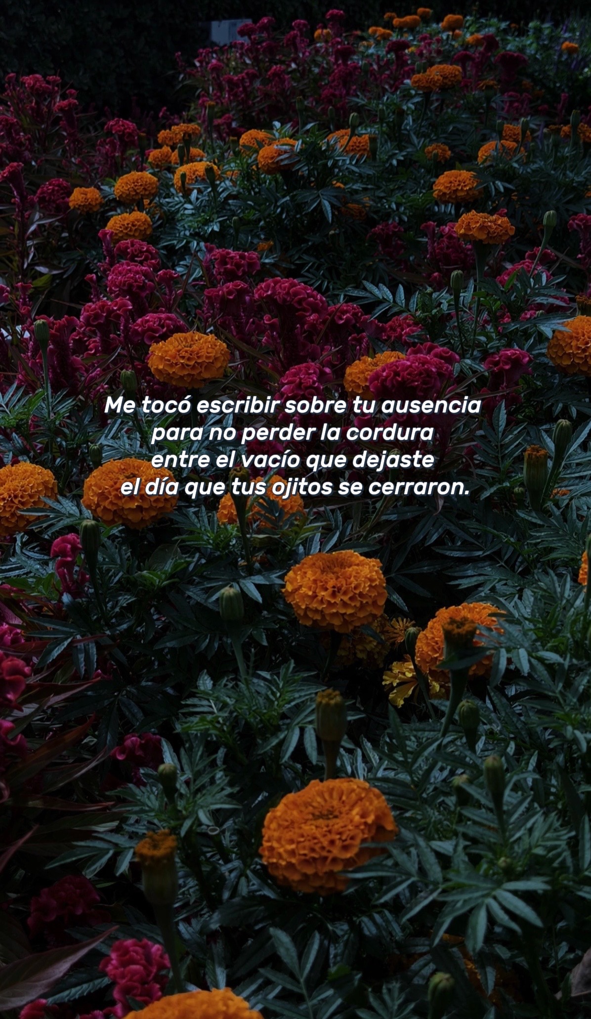 @Daliz