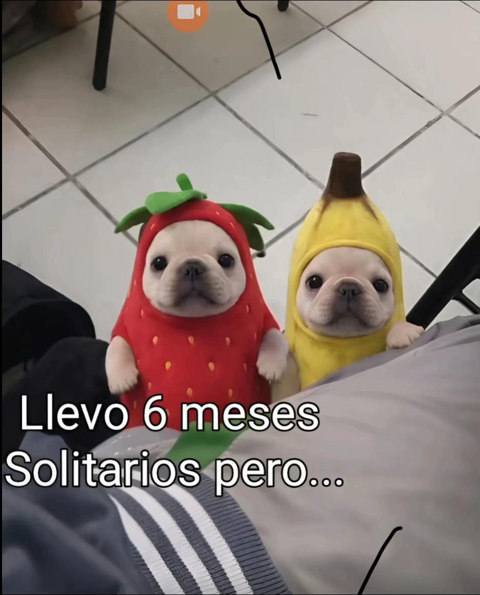 @️Lio(Pibble)
