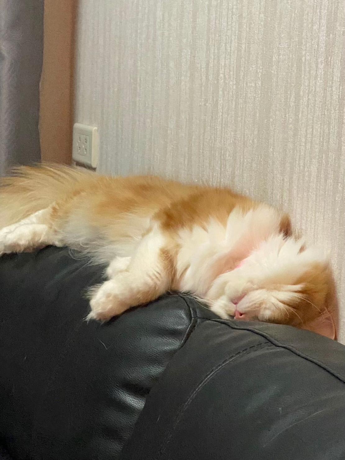 @แมวโง่